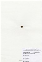 藏品(寬角叉珊藻)的圖片